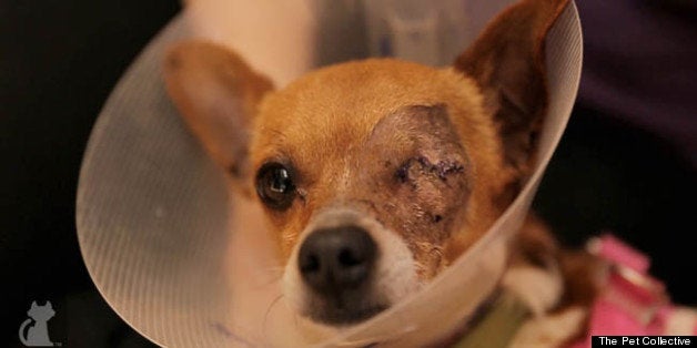 Odin The Dog Abandoned And In Pain Saved By Rescue But Now Needs A Home Huffpost Impact