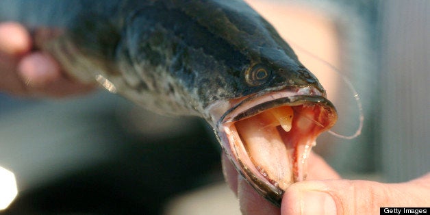 An unidentified angler caught this 12-inch northern snakehead fish at Marshall Hall on the Potomac River IN 2004, and the invasive species hasn't slowed its harmful impact. The U.S. Fish and Wildlife Service is preparing a plan to prevent snakehead colonies from infesting other bodies of water, beef up invasive species laws, encourage local rapid response teams and educate watermen and recreational anglers. (Kim Hairston/Baltimore Sun/MCT via Getty Images)