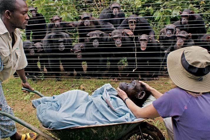 The Story Behind National Geographics Viral Chimp Funeral Photo