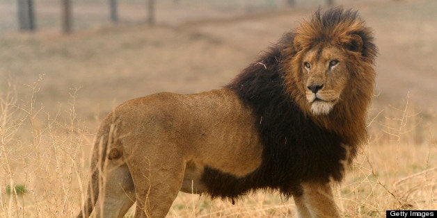 Bam Bam is the leader of the first pride that was released into their into their 20-acre outdoor habitat of the 25 circus lions airlifted from Bolivia earlier this year to the Wild Animal Sanctuary. Joe Amon, The Denver Post (Photo By Joe Amon/The Denver Post via Getty Images)