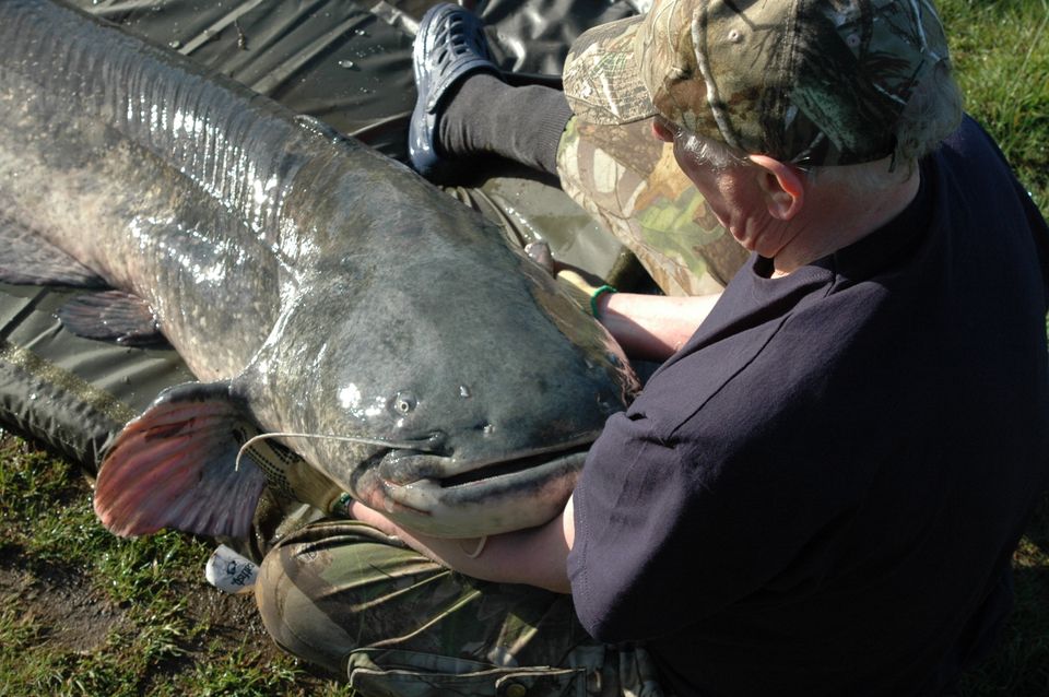 Man Lands Giant Catfish