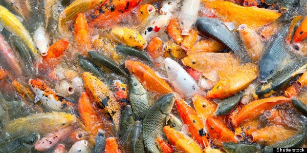 carp fish farming in a lake