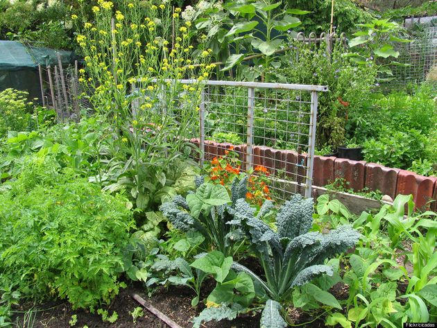 How To Start An Organic Garden Huffpost