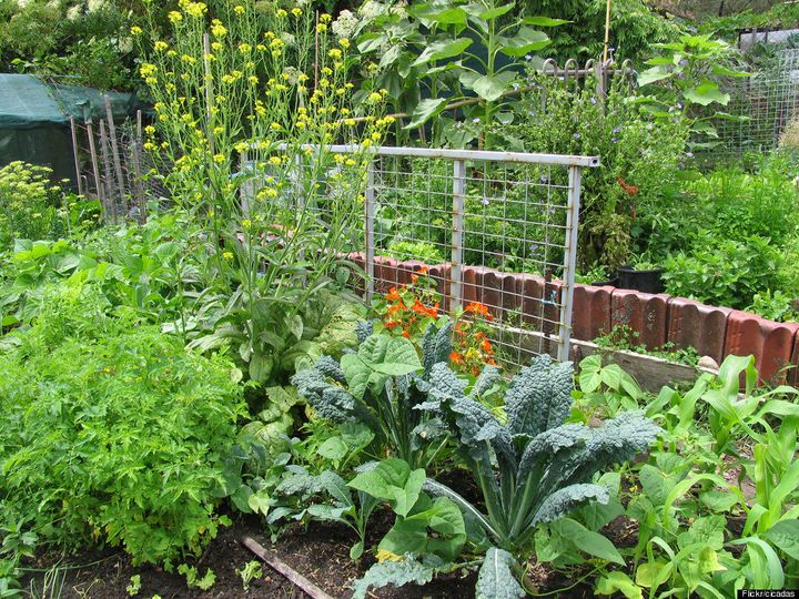 How To Start An Organic Garden | HuffPost Impact