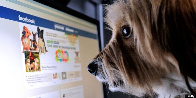 TO GO WITH AFP STORY BY ISABELLE TOUSSAINT - A dog stands in front of a computer screen with a facebook page opened on it, on January 4, 2013 in Lille, Northern France. AFP PHOTO / DENIS CHARLET (Photo credit should read DENIS CHARLET/AFP/Getty Images)