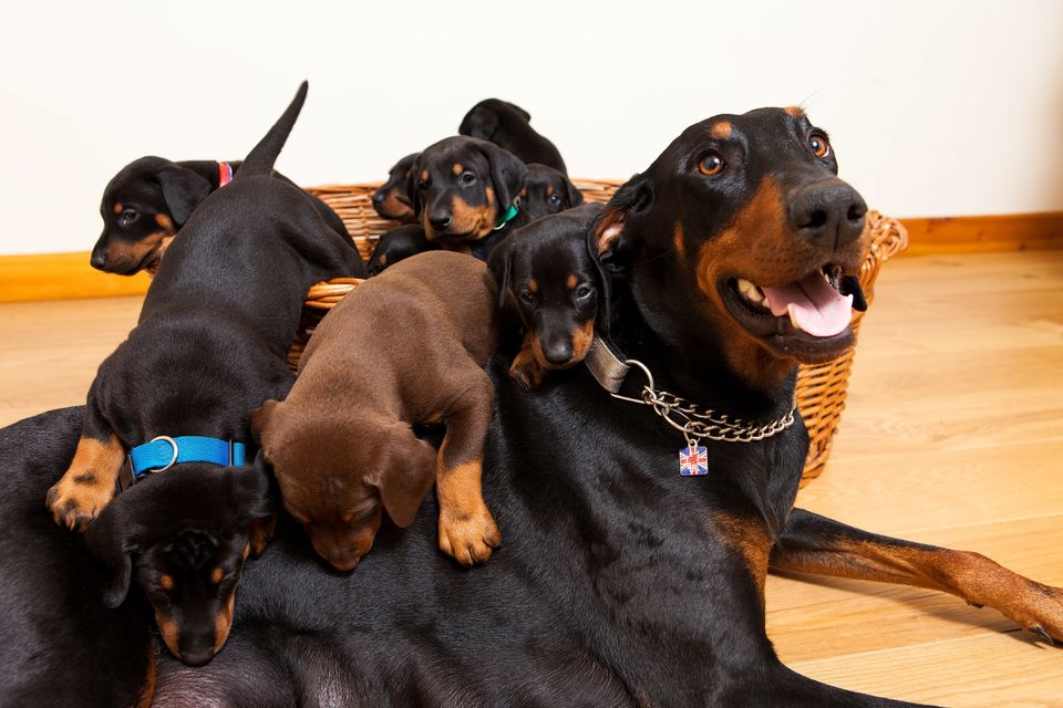 Gina The Doberman Gives Birth To Litter Of 13