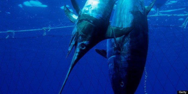 Bluefin Tuna and Swordfish Fishing, Thunnus thynnus, Xiphias gladius, Sardinia, Italy