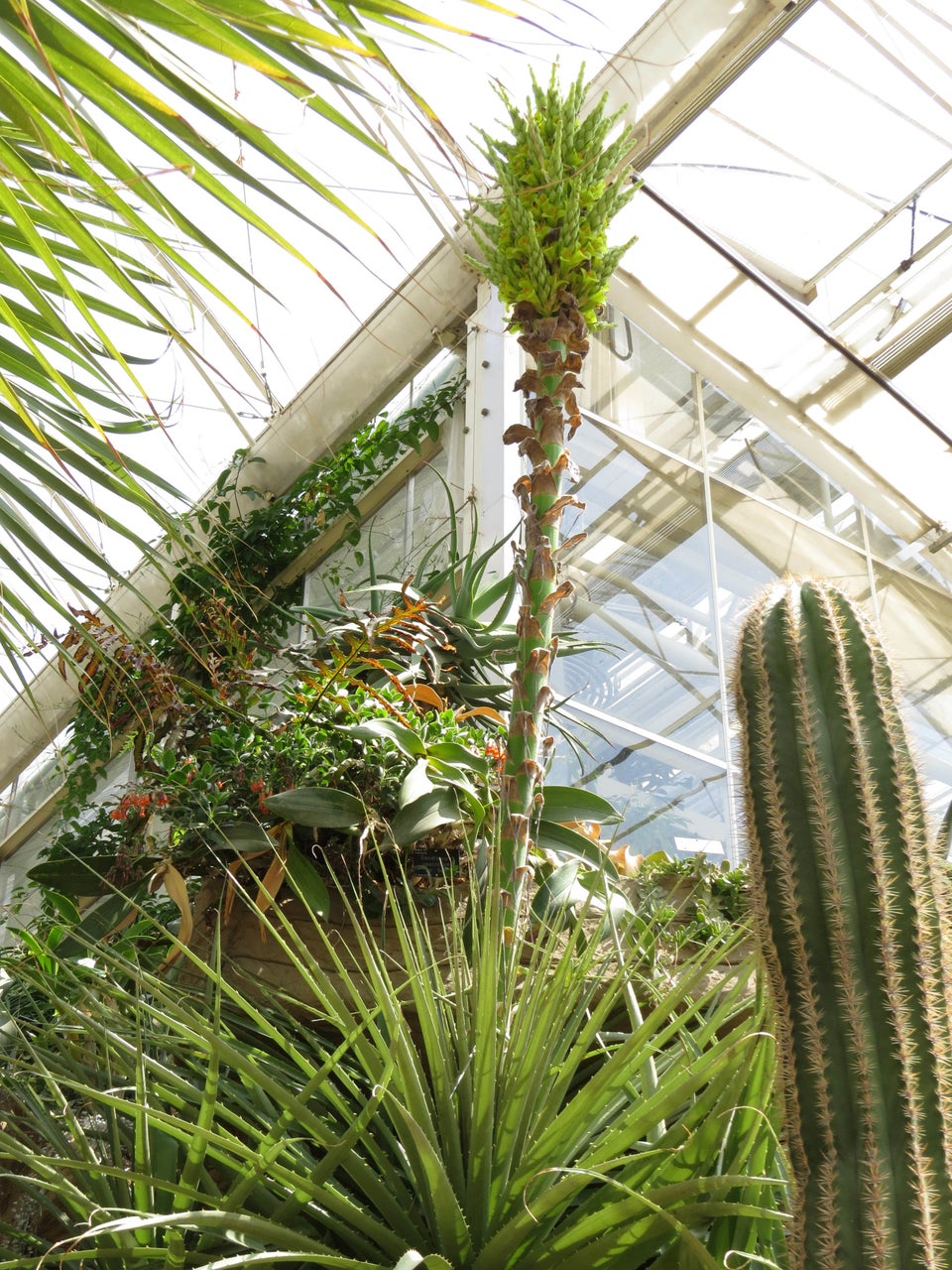 PHOTOS: Sheep-Eating Plant Blooms For First Time