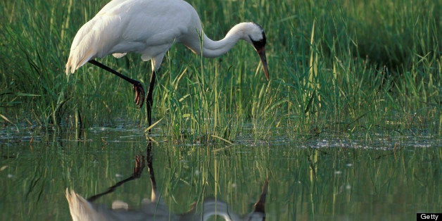 Whooping crane hunting along edge of a pond, Grus americana, International Crane Foundation, Baraboo, Wisconsin, USA, Photographed under controlled conditions (Photo by Wild Horizons/UIG via Getty Images)