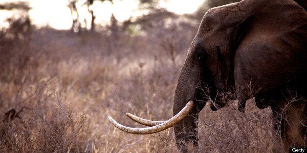 African elephant (Loxodonta africana), Tsavo West, Kenya