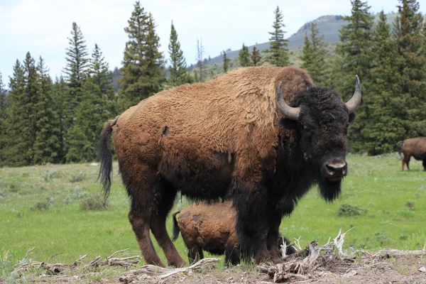 American Animals: The Most Patriotic Species In The . | HuffPost Impact American Animals: The Most Patriotic Species In The . | HuffPost Impact