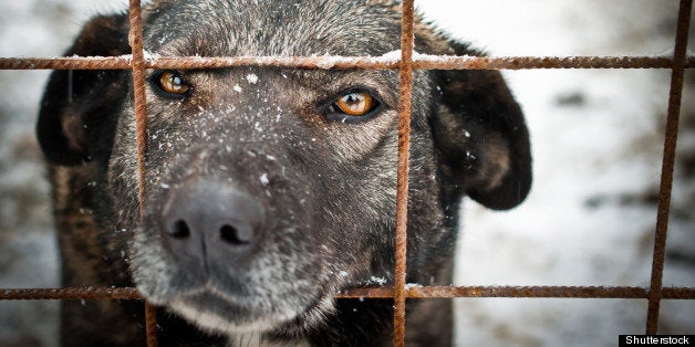 stray dog in shelter