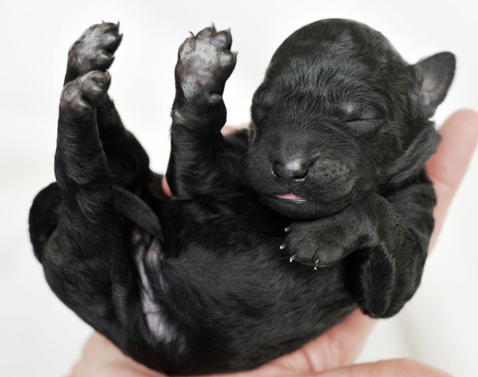 Newborn Puppies Photos From Their First Three Weeks
