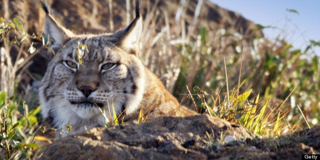 Iberian lynx in sunlight.