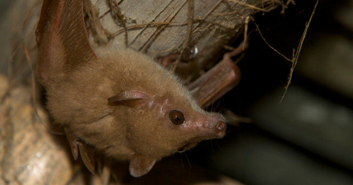 Bat With Rabies Bites Girl In California, Causing Warnings Throughout Oakland HuffPost UK
