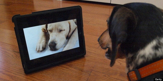 TO GO WITH AFP STORY LIFESTYLE-US-TELEVISION-ANIMALS-DOGTV BY ROBERT MACPHERSON 'Bandit' watches Dog TV May 10, 2012 in Washington, DC. Dog TV says it's 'the first television channel for dogs,' with 'scientifically developed' 24/7 programming full of frisky hounds running leashless in lush green fields to soothing strains of meditative music. Dog TV premiered in April on two cable networks in San Diego, California, where Uzrad said the take-up has been 'really much more than we predicted.' Its Israeli producers, Jasmine Television, hope to see Dog TV on cable systems elsewhere in the United States and abroad in the coming months. Don't have cable? It's also available as streaming video for $9.99 a month, along with apps for the usual smartphones and tablets. AFP PHOTO/Brendan SMIALOWSKI (Photo credit should read BRENDAN SMIALOWSKI/AFP/GettyImages)