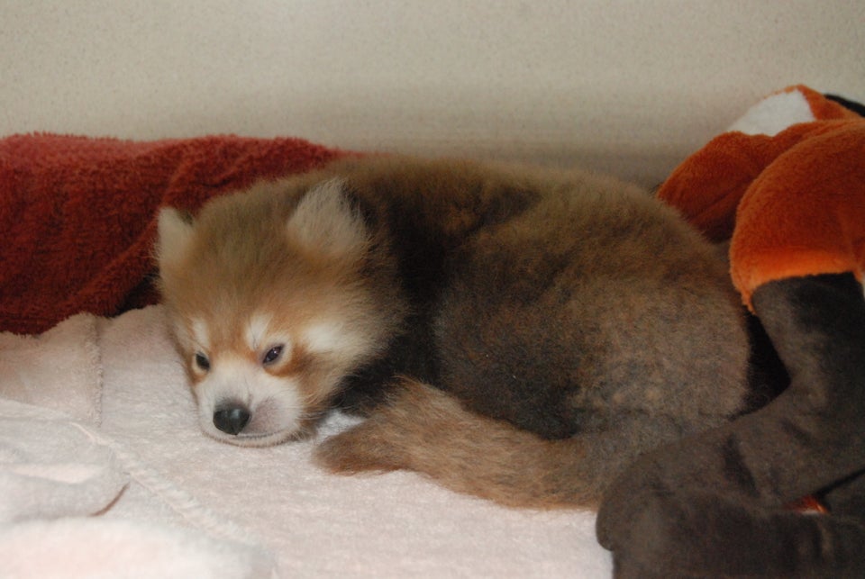 Sacramento Zoo Red Panda Cub 07/31/2013