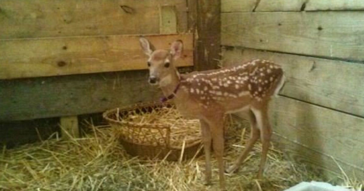 Baby Deer, 'Giggles,' Killed After Raid On St. Francis Society Animal