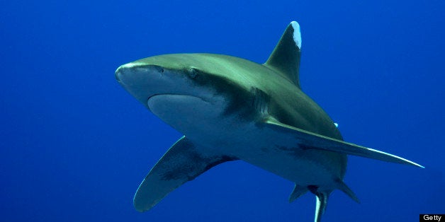 oceanic whitetip shark (Carcharhinus longimanus)