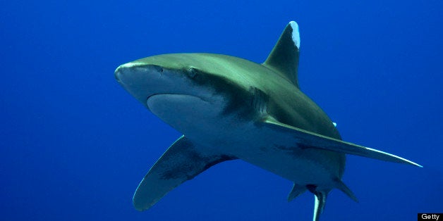 oceanic whitetip shark (Carcharhinus longimanus)