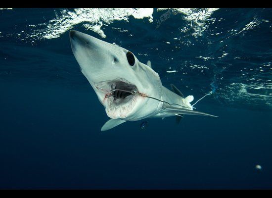Hooked mako shark