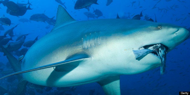 A bull shark in Shark Reef off the Fijian island of Beqa.