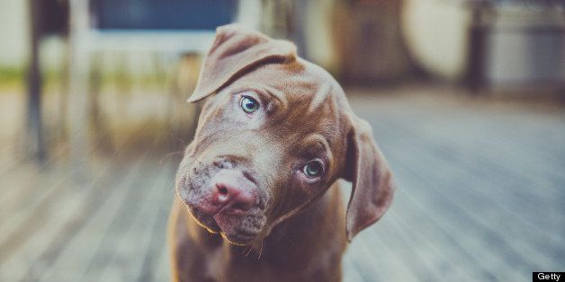 Chocolate puppy on wooden deck, head tilt, blue eyes Shar Pei x pitbull type