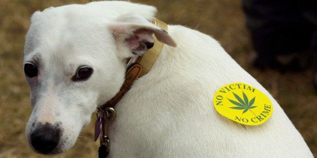 393144 05: A dog wears a marijuana sticker August 12, 2001, at the ''Smokey Bears Picnic'', a pro-marijuana gathering in Portsmouth on the South coast of England. The gathering was to raise awareness for the decriminalisation of marijuana in the UK. (Photo by Sion Touhig / Getty Images)
