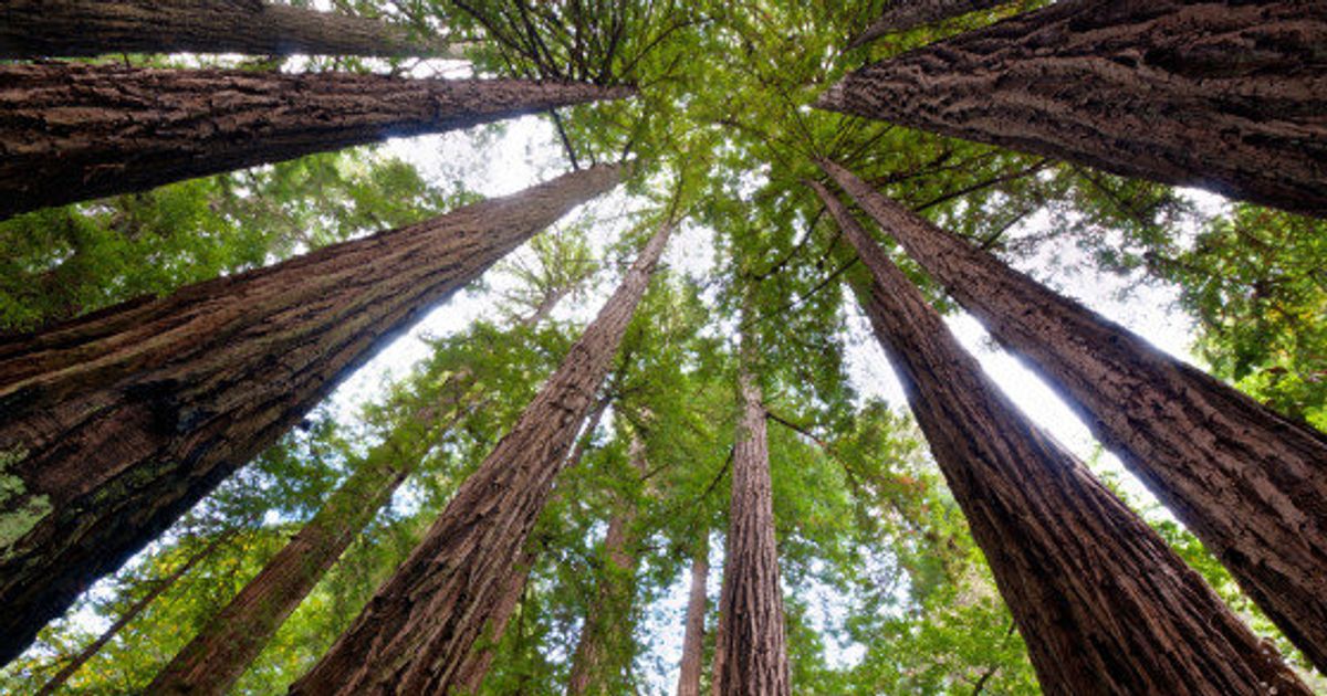 redwood-trees-may-help-battle-climate-change-study-finds-huffpost-uk