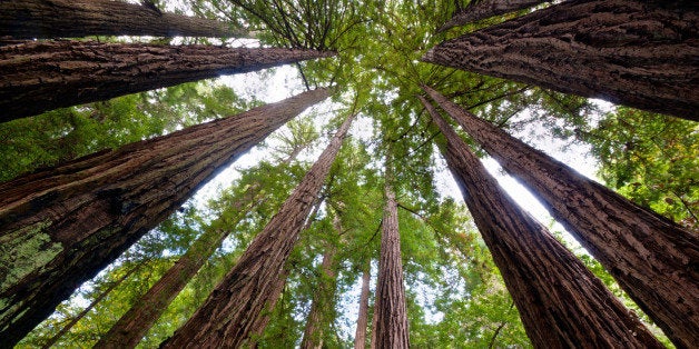 Redwoods at Muir Woods