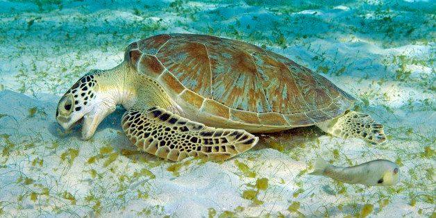 Netherland Antilles, Curacao, Green sea turtle, Chelonia mydas feeding on sea grass,