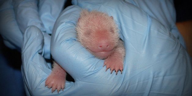 new born panda size