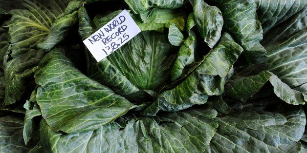 Scott Robb's world record-setting cabbage was on display in the barn at the Alaska State Fair in Palmer, Alaska, Saturday, September 1, 2012. Robb's entry weighed in at 138.25 pounds. (Marc Lester/Anchorage Daily News/MCT via Getty Images)