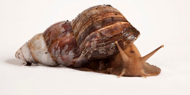 Giant African Land Snail (family Achatinidae)