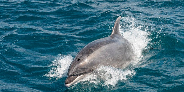 A bottlenose dolphin breaking the surface of the sea at close quarters, in New Zealand's Bay of Islands.