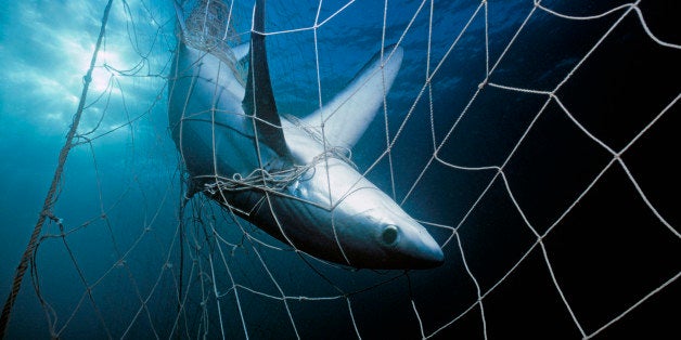 Thresher Shark (Alopias vulpinus) caught in gill net. Huatampo, Mexico. Gulf of California, Pacific Ocean