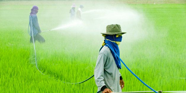 Men spraying pesticides in paddy field, Cha Choeng Sao, Thailand.