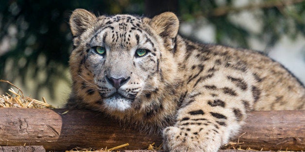 This cute and rather young snow leopard was particularly relaxed!