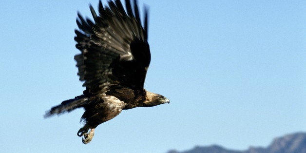 GOLDEN EAGLE, NORTH AMERICA