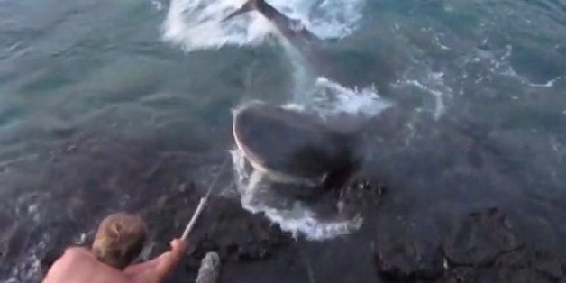 Local Shark Scientists Explain Why There Are So Many Shark Attacks in  Hawai'i