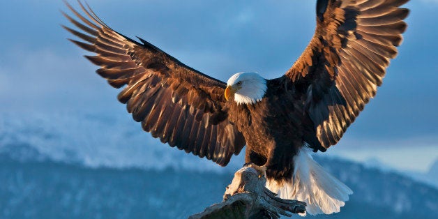 Bald Eagle spreading wings