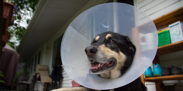 alternative to dog cone petsmart