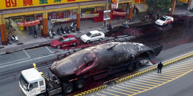 TAIPEI, TAIWAN: A truck carries a 45-ton dead perfume whale body on the street of Tainan, 26 January 2004. The 17-meter whale exploded, spewing blubber and blood over cars, shops and shoppers alike. An excessive buildup of accumulation gasses due to the natural decomposing process, explained National Cheng Kung University marine biologist Professor Wang Chien-ping. The beached whale was found along a stretch on the coast of Yunlin County on January 24. AFP PHOTO - TAIWAN OUT - HONG KONG OUT (Photo credit should read STR/AFP/Getty Images)