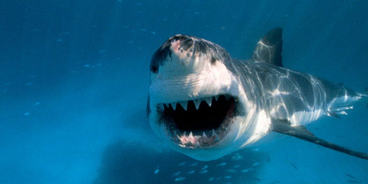 Why Do Sharks Circle Their Prey Before They Attack? | HuffPost Impact