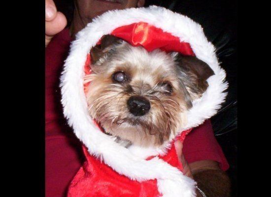 Sam Dressed as Santa's elf