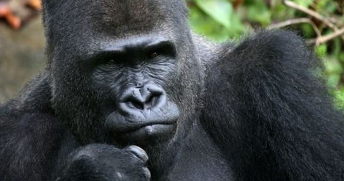Patrick, Gorilla At Dallas Zoo, To Be Moved To South Carolina's