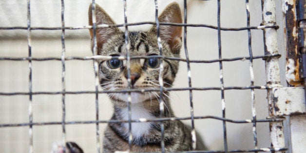 Kitten in a cage