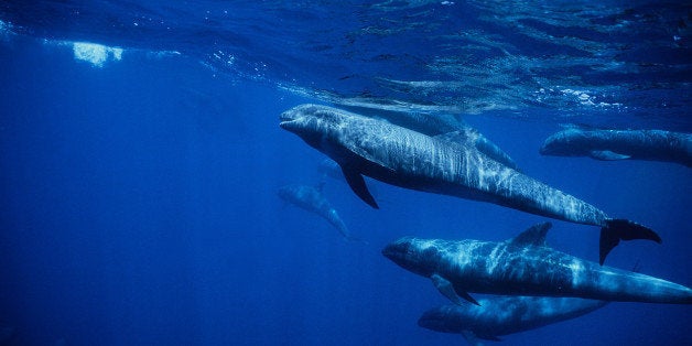 melon-headed whale,peponocephala electra,marquises archipelago,polynesia