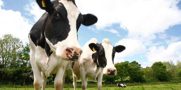 Friesian Cows