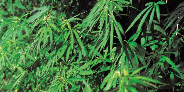 cannabis